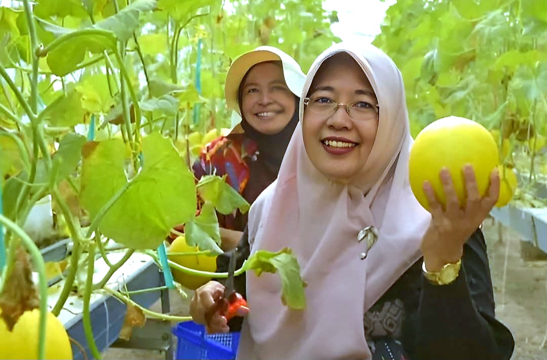WAJIB DICOBA: Sensasi memetik melon di lokasi green house wisata kuliner Kebon Ayu menjadi pilihan asik saat ngabuburit.