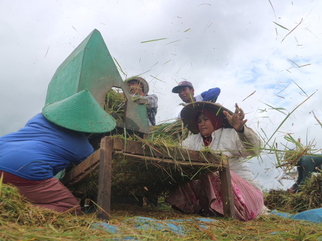 BEGABAH: Sekelompok buruh tani saat begabah di salah satu sawah milik petani di Kecamatan Terara.