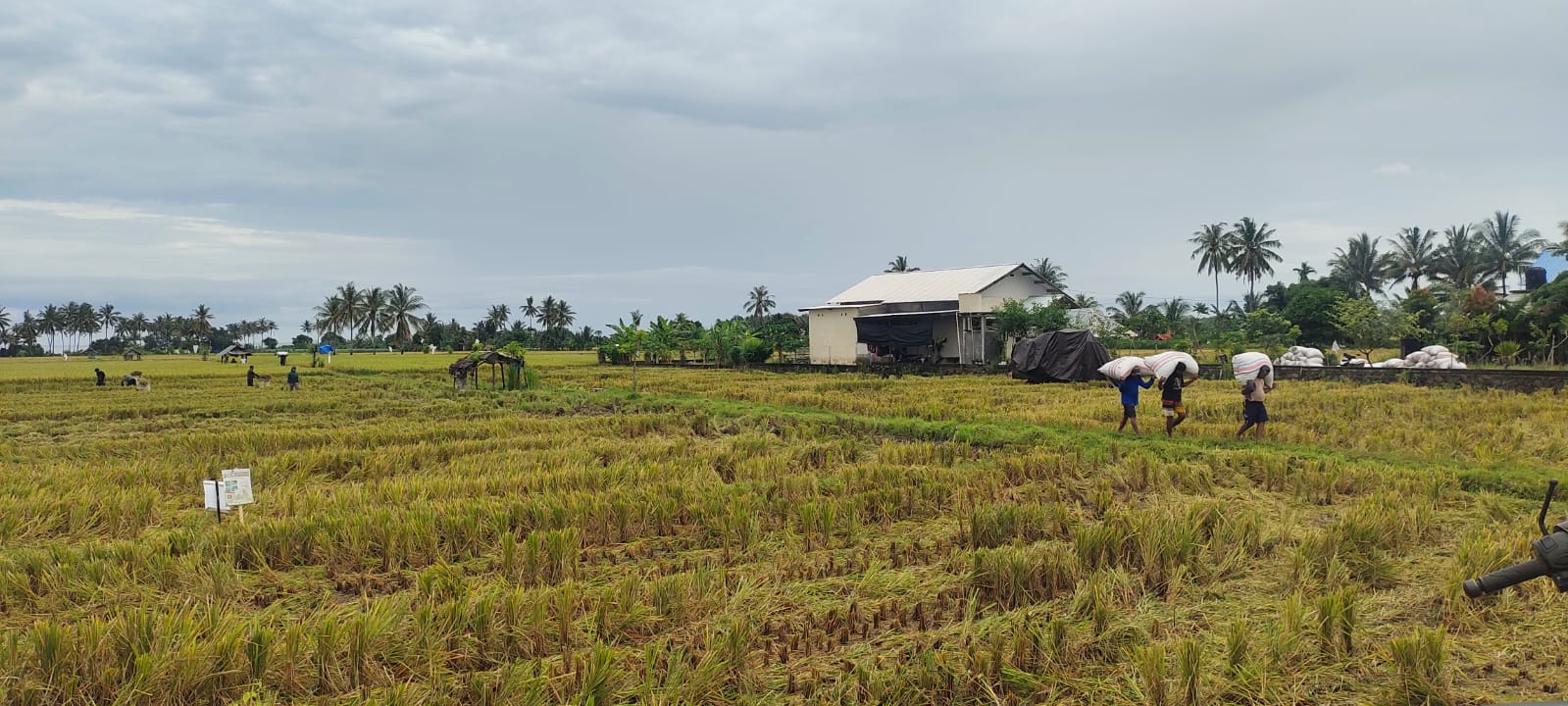 PRIORITAS: Sektor pertanian menjadi salah satu fokus utama dalam RPJMD 2025-2029.
