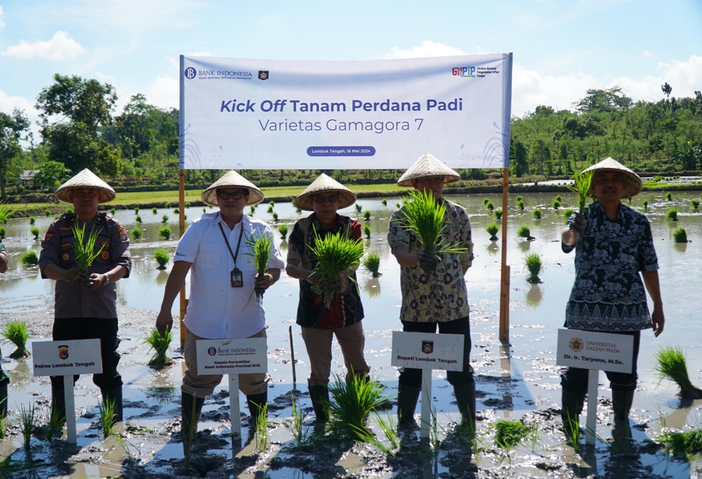 Padi amfibi gamagora 7 dikembangkan pada 250 hektare lahan di ntb