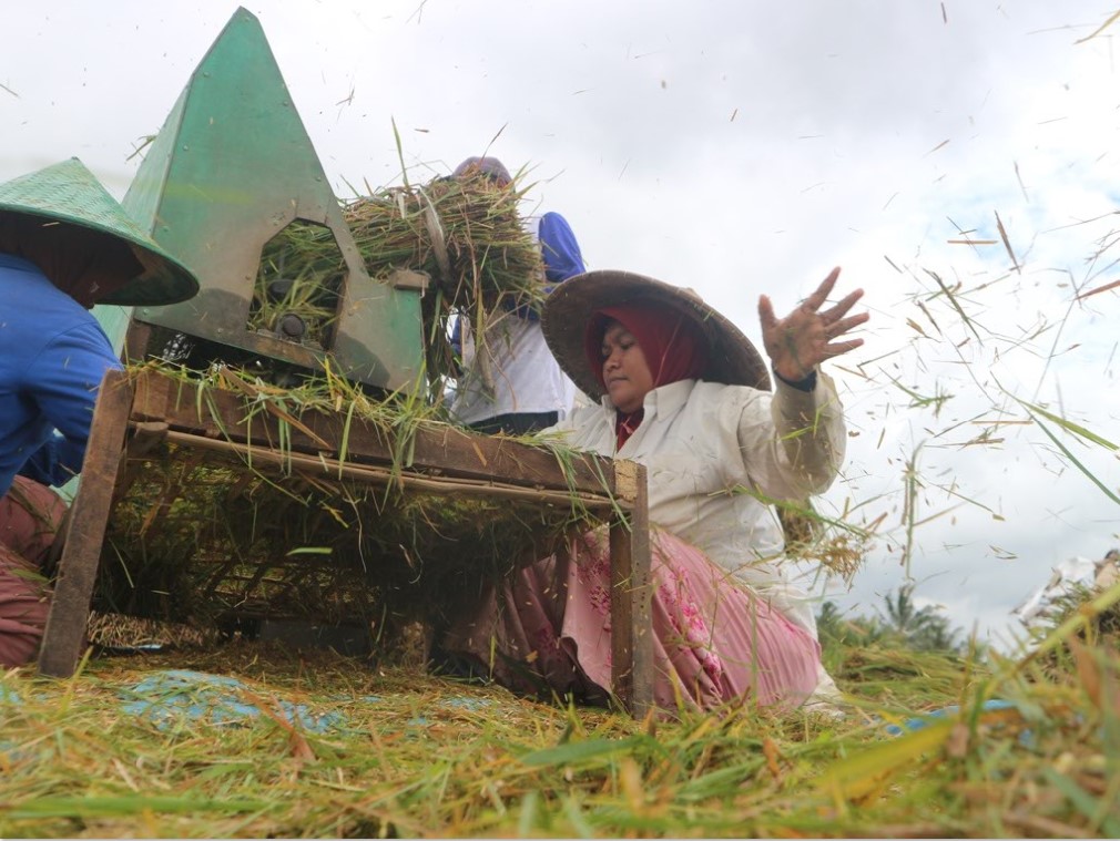 BEGABAH: Seorang buruh tani sedang panen padi atau Begabah di salah satu sawah milik petani di Lombok Timur (Lotim) belum lama ini.
