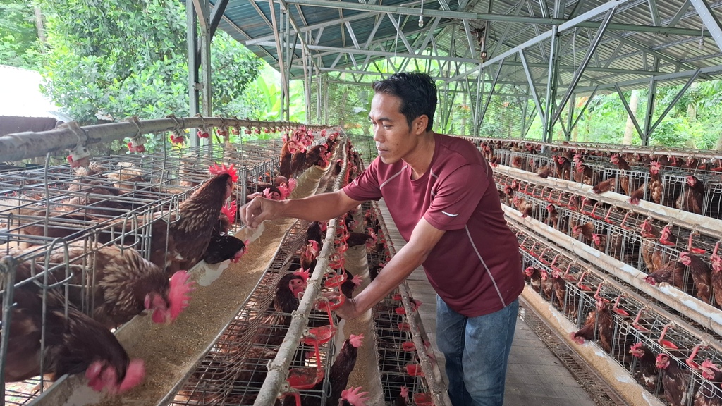 PANEN TELUR: Edi Muliajati Sidik, seorang peternak ayam petelur sedang panen telur di kandangnya di Dusun Penarukan, Desa Taman Ayu, Kecamatan Gerung, Lombok Barat, beberapa waktu l