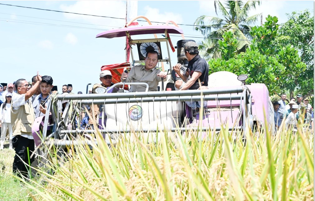 PANEN RAYA: Gubernur NTB Lalu Muhamad Iqbal saat panen raya di di Desa Teruwai, Kecamatan Pujut, Kabupaten Loteng, Senin (7/4).