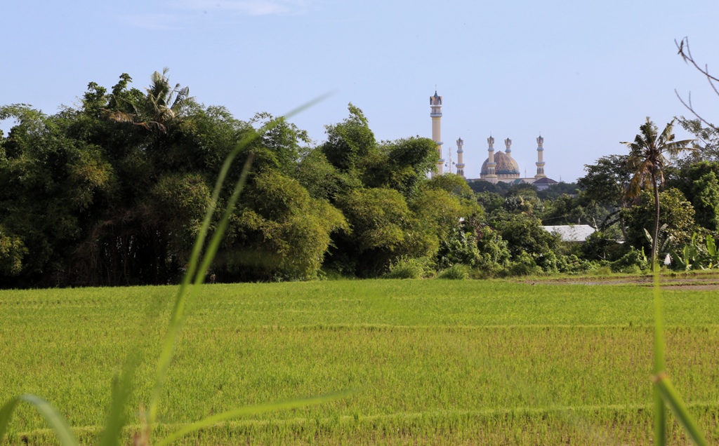 SEMAKIN SEMPIT : Hamparan sawah Kota Mataram yang kian waktu semakin mengecil.