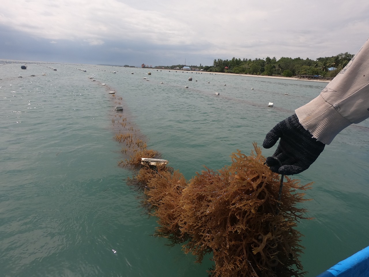 RUMPUT LAUT: Unram mengumumkan proyek penelitian baru untuk mengatasi tantangan industri rumput laut Indonesia dan Asia Tenggara.