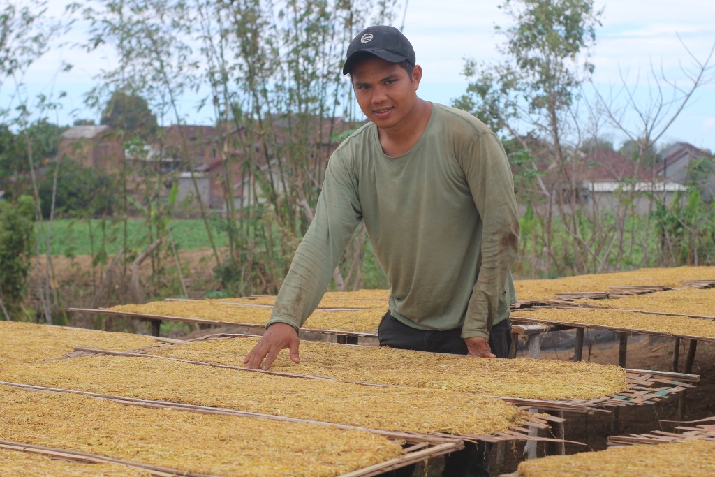 KUALITAS TERBAIK: Seorang petani tembakau rajang di Lombok Timur (Lotim) saat menjemur tembakau miliknya.