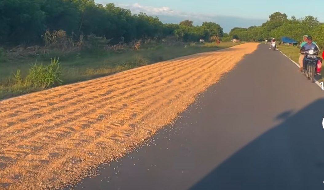 BUKAN FUNGSINYA: Hasil panen Jagung yang dijemur oleh petani setempat, dengan memanfaatkan bahu jalan di salah satu ruas Jalan Lintas Samota, Sumbawa beberapa waktu lalu.