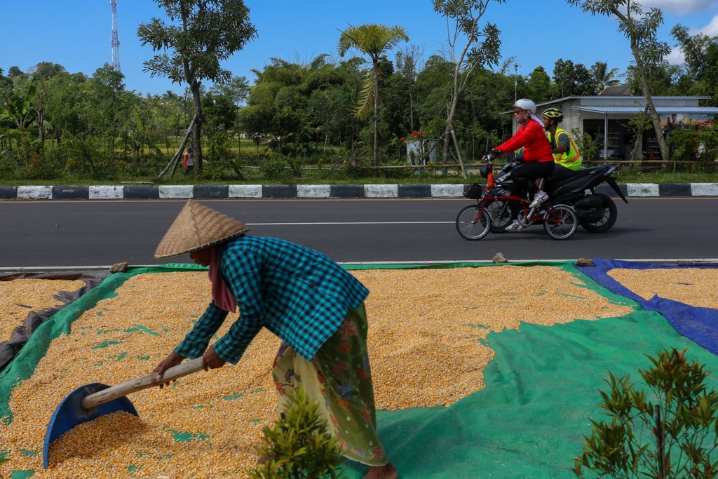 JEMUR JAGUNG: Warga Desa Mertak, Kecamatan Pujut, Lombok Tengah, sedang menjemur jagung setelah dipanen beberapa hari lalu.&nbsp;