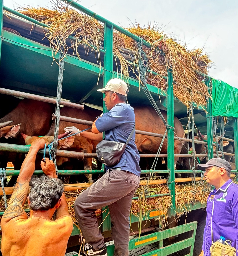 Petugas Disnakeswan NTB memberikan suntikan terhadap sapi sebelum dikirim ke Pulau Jawa di Pelabuhan Gili Mas, Lombok Barat, Minggu(20/4).
