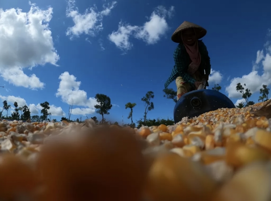 JEMUR JAGUNG: Salah satu petani NTB tengah menjemur jagung hasil panennya, beberapa waktu lalu.