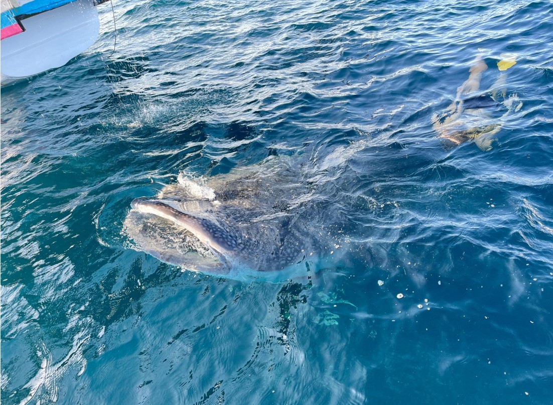 DAYA TARIK: Seekor Hiu Paus muncul ke permukaan laut Teluk Saleh. Ini merupakan fenomena yang wajar terutama saat Hiu Paus mencari makanan. Biota laut ini menjadi daya tarik wisatawan.