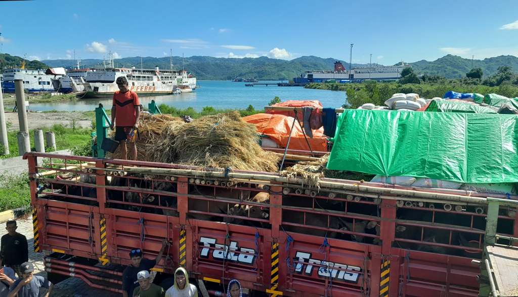 TUNGGU KAPAL: Para peternak yang mengangkut sapi ke Pulau Jawa masih antre di Pelabuhan Gili Mas, Lembar, Lombok Barat, hingga Senin (21/4). Terbatasnya angkutan kapal membuat ternak menunggu lama.