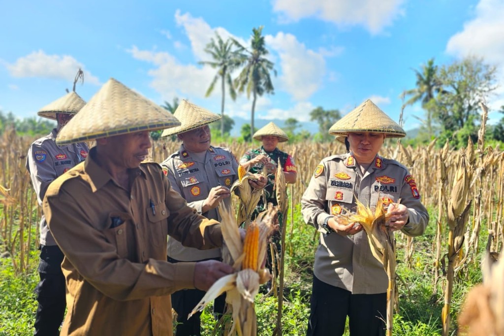 CEK KONDISI PETANI: Kapolres Lombok Barat AKBP Yasmara Harahap meninjau langsung kesiapan lahan yang akan panen raya jagung di Desa Lembar, Senin (21/4).