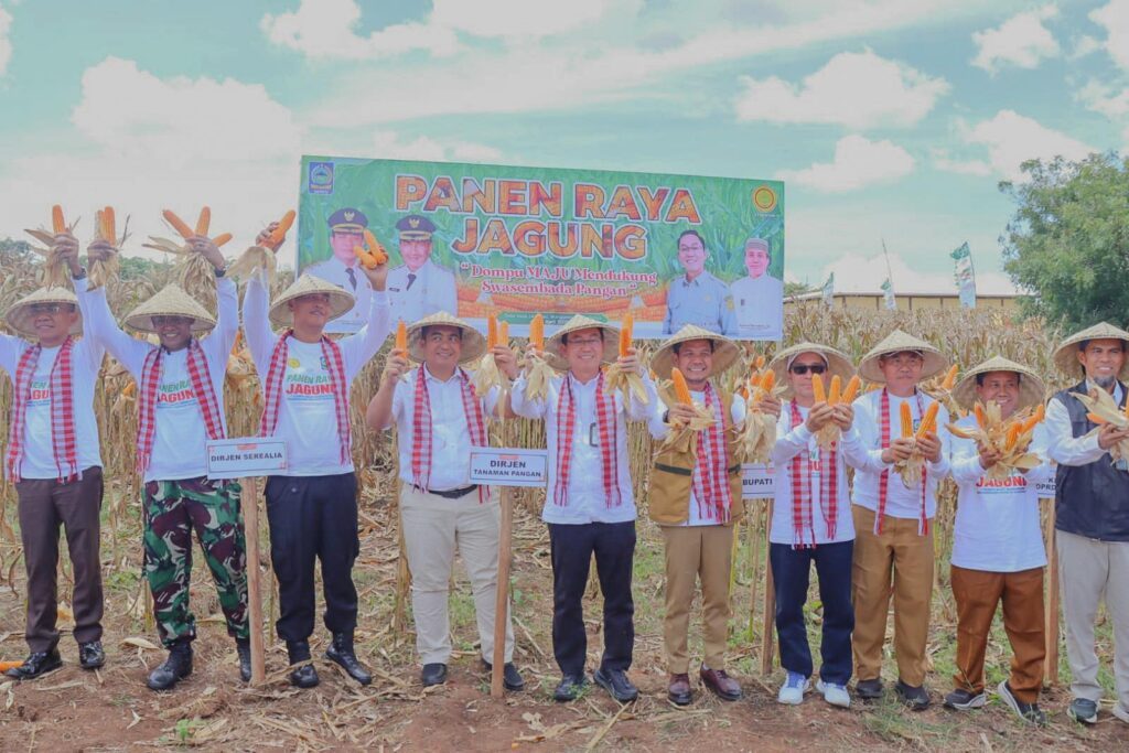 PANEN RAYA: Direktur Jenderal Tanaman Pangan Kementerian Pertanian Yudi Sastro, Direktur Serealia Direktorat Tanaman Pangan Abdul Roni Angkat, dan Bupati Dompu Bambang Firdaus panen raya jagung.
