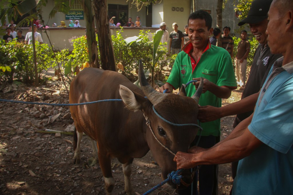 HARI KURBAN : Seorang jagal yang akan menyembelih sapi, beberapa waktu lalu.&nbsp;