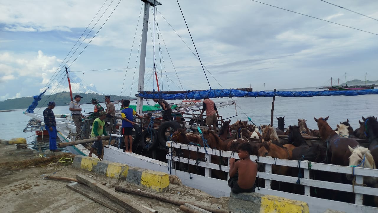 DIGAGALKAN: Tim Balai Karantina NTB menggagalkan pengiriman kuda betina ke Sulsel lewat Pelabuhan Sape, Bima, Jumat (25/4).