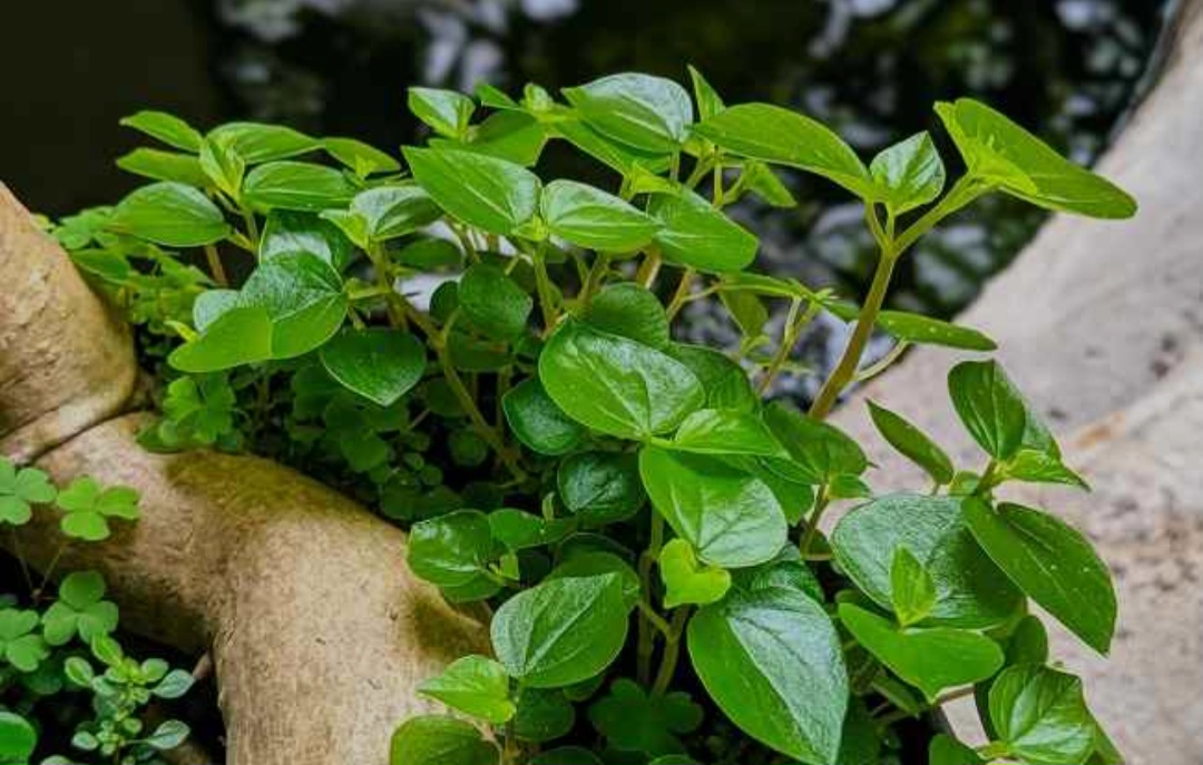 Tanaman liar yang mampu atasi asam urat (Daun Suruhan)