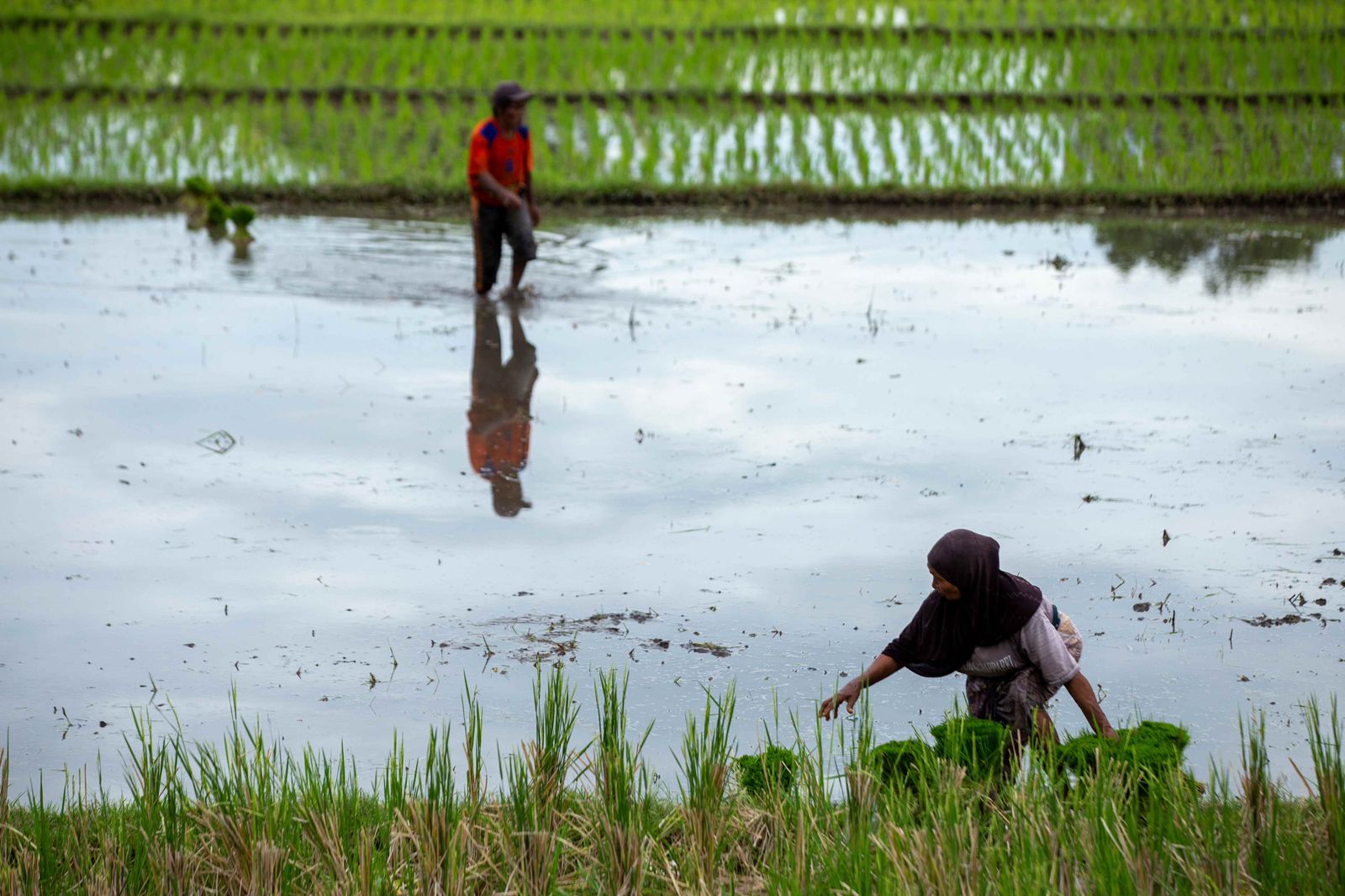 SIAP DITANAMI: Petani sedang menyiapkan lahan yang akan ditanami padi, melalui proses pembersihan, pembajakan, hingga penggaruan, agar pertumbuhan padi bisa optimal dan hasil panen lebih maksimal.