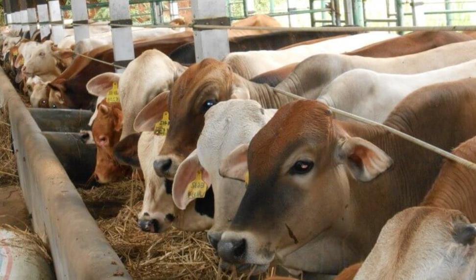 Orang yang berkurban sering ragu memakan daging kurbannya, karena khawatir dilarang dalam Hukum Islam.