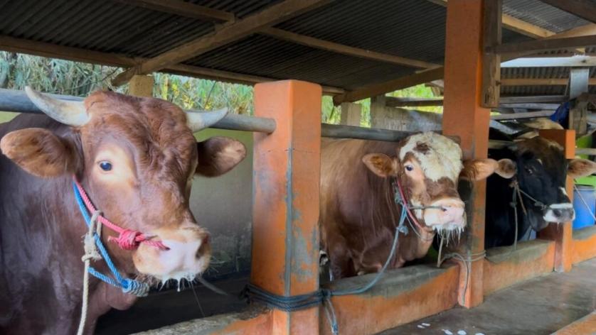 Kambing secara perseorangan lebih baik, meskipun secara kuantitas dagingnya, kambing masih berada di bawah unta dan sapi.