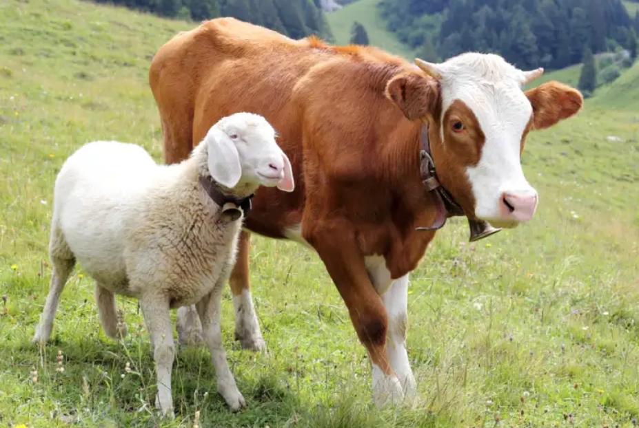 Kuantitas daging menjadi tolok ukur utama dalam penentuan urutan keutamaan tersebut baik itu sapi atau kambing.