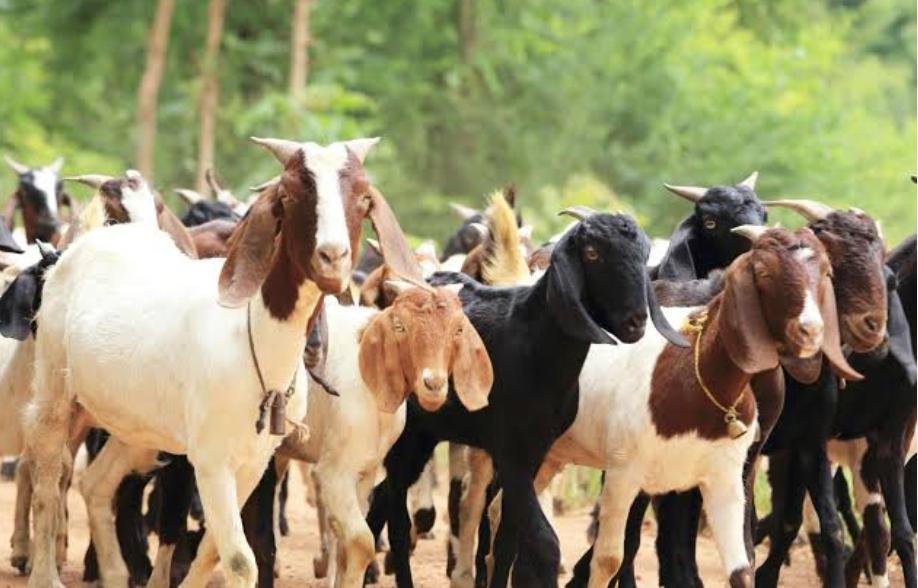 Harga Hewan Kurban Versi Baznas