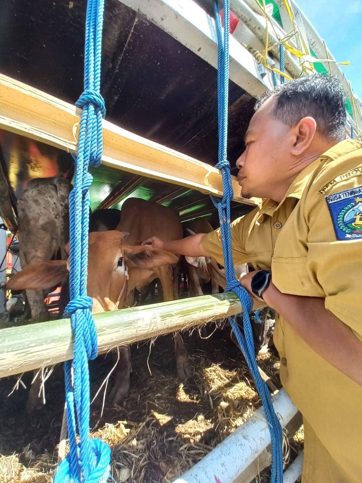 Tim dari Bidang Kesehatan Hewan Disnakeswan NTB memberikan pelayanan kesehatan hewan gratis, berupa pemberian vitamin kepada hewan ternak sapi yang menunggu muat ke kapal laut menuju Pulau Jawa.