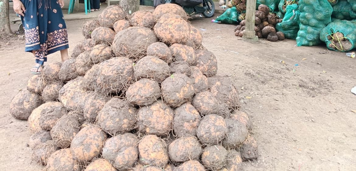 Umbi Porang