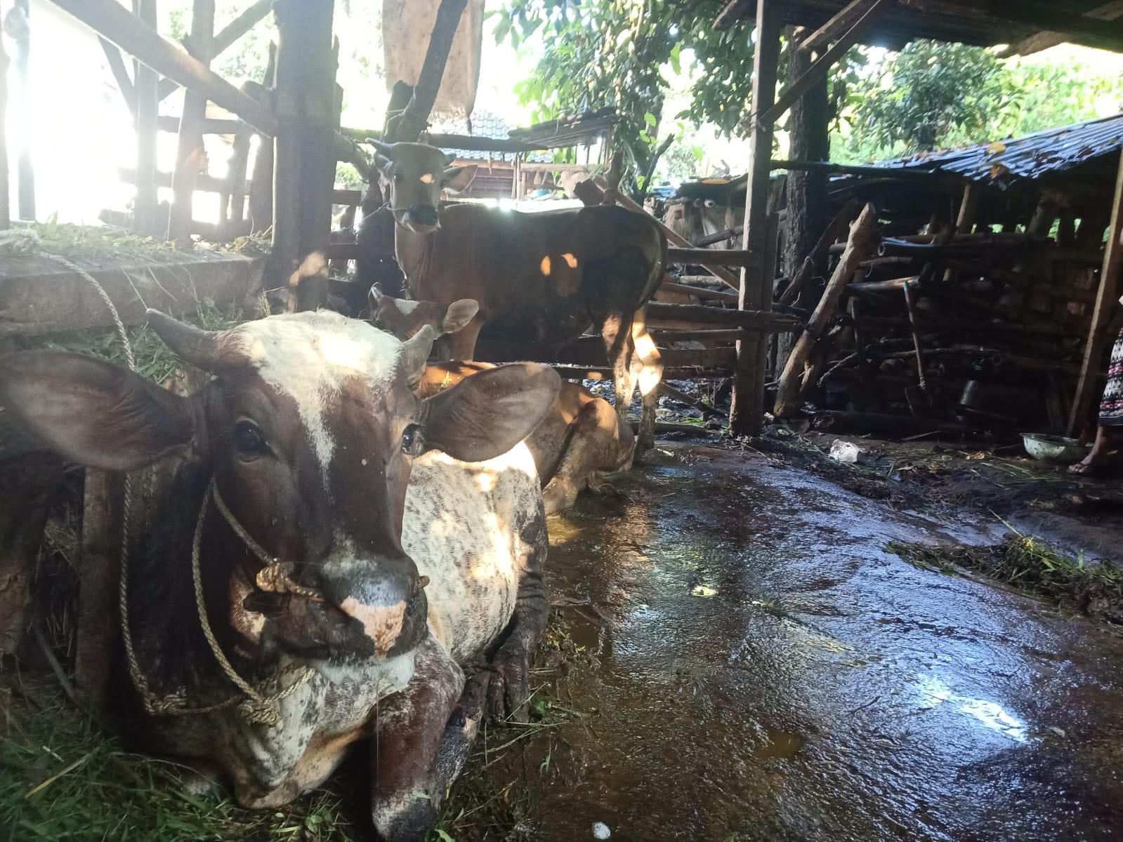 SUDAH DIOBATI: Sejumlah ternak sapi di dalam kendang milik warga mengalami gejala PMK di Dusun Karang Ide 1, Desa Bilebante, Kecamatan Pringgarata, Lombok Tengah, Senin (12/5) lalu.