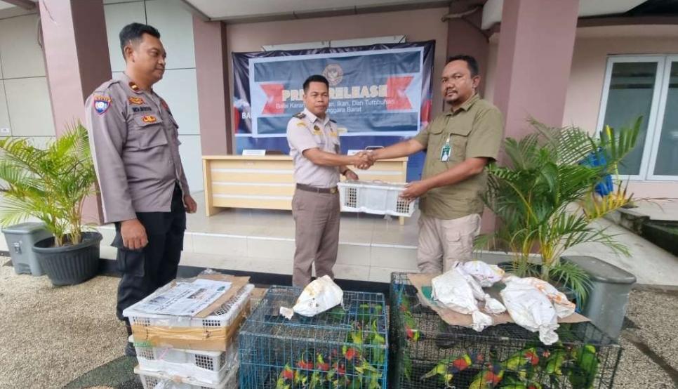 Sebanyak 81 ekor burung yang termasuk dalam kategori hewan langka, akan diselundupkan melalui di Pelabuhan Lembar berhasil digagalkan Balai Karantina Pertanian NTB bersama aparat.