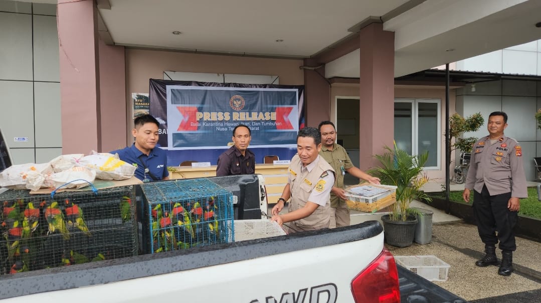 BARANG BUKTI: Inilah burung-burung asal Dompu yang akan diselundupkan lewat Pelabuhan Lembar untuk dibawa ke luar NTB, beberapa hari lalu. Sebelumnya juga amankan puluhan ekor kuda hendak kirim Sulsel