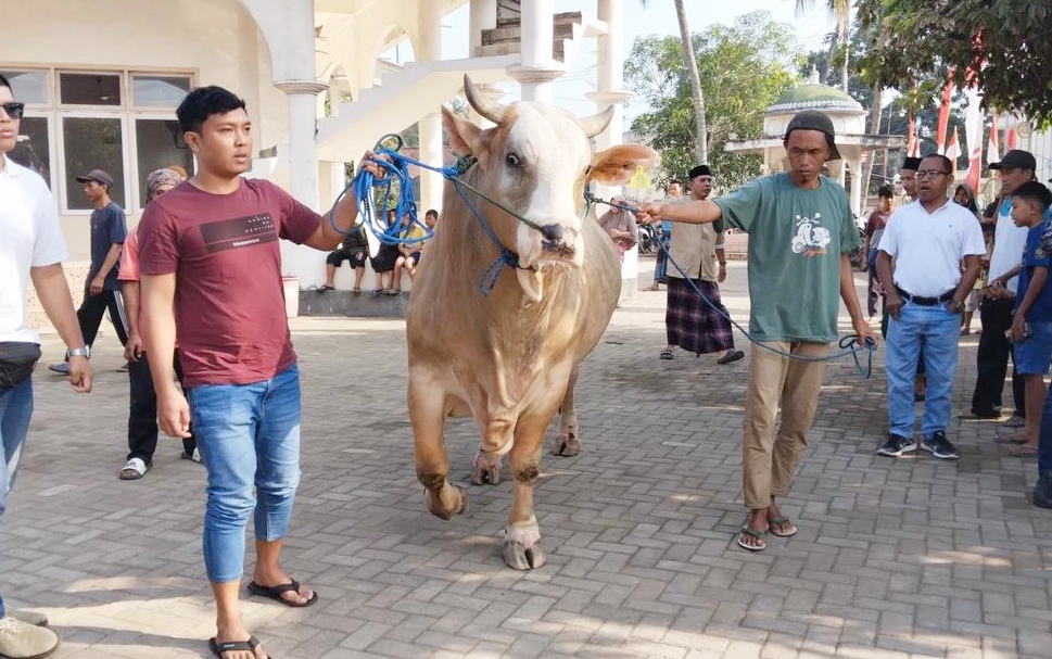 Banyak ulama menilai hewan kurban jantan lebih utama karena beberapa alasan syar&rsquo;i dan logis.