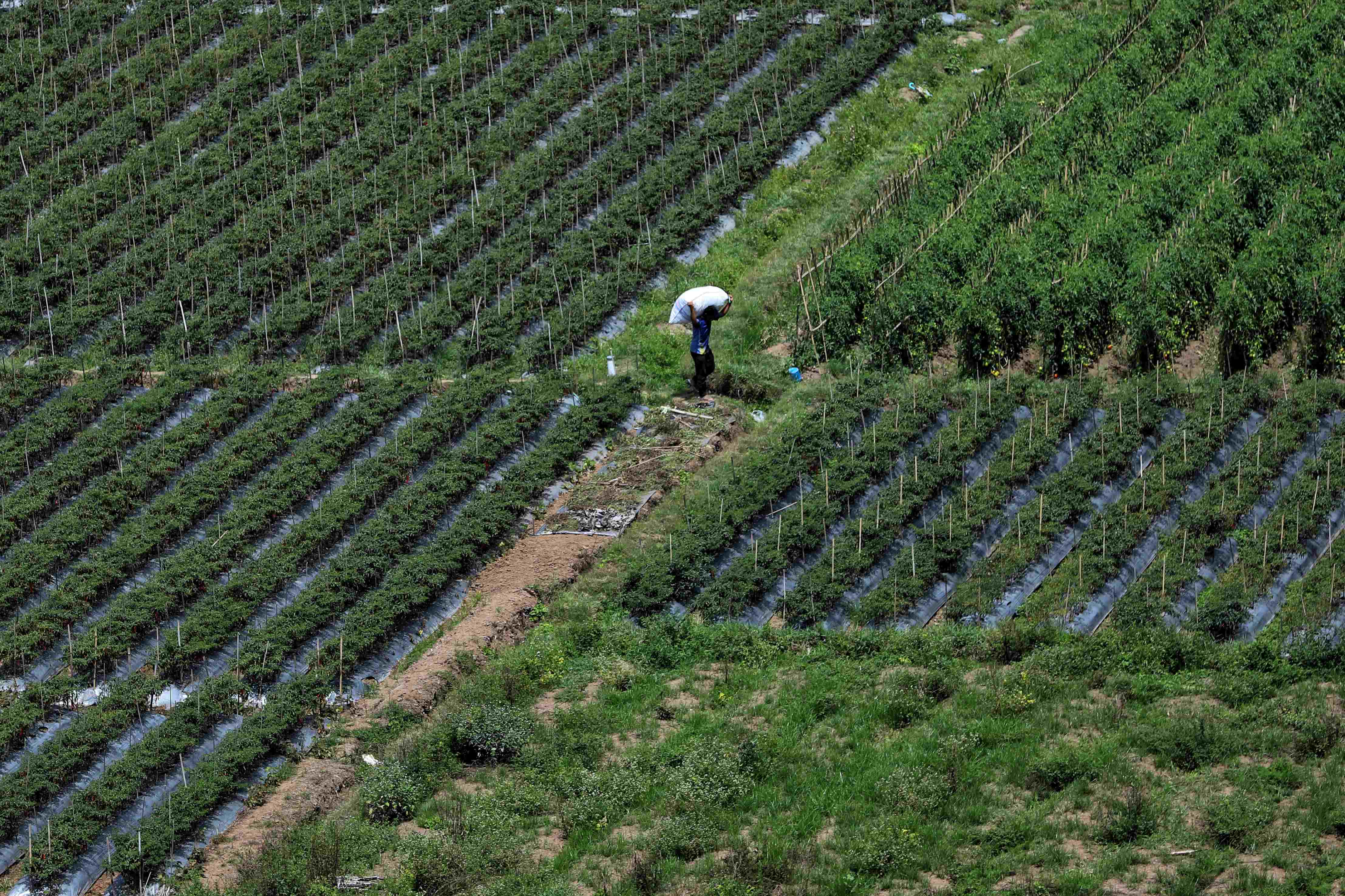Petani di Sembalun, Lombok Timur, dikenal sebagai petani yang bertani di kaki Gunung Rinjani. Mereka sering menanam berbagai jenis sayuran, seperti cabai, tomat, wortel, dan kentang, serta lainnya.