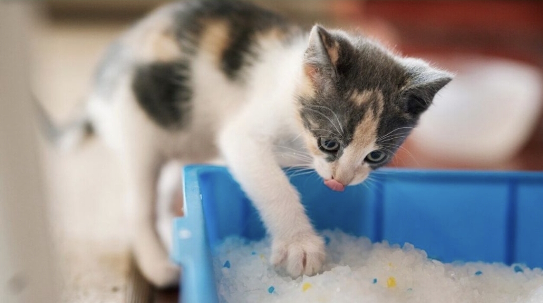 Kebersihannya juga wajib dijaga. Kotak pasir yang kotor atau bau bisa membuat kucing memilih tempat lain yang lebih bersih.  (Foto: Istock)