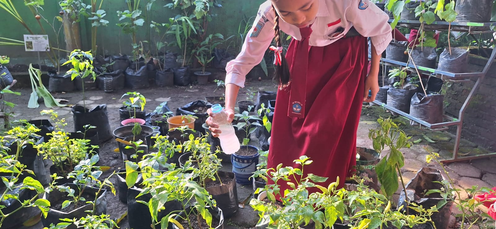 Murid SDN 19 Cakranegara memberi pupuk kompos dari air leri ke tanaman yang ada di sekolah.