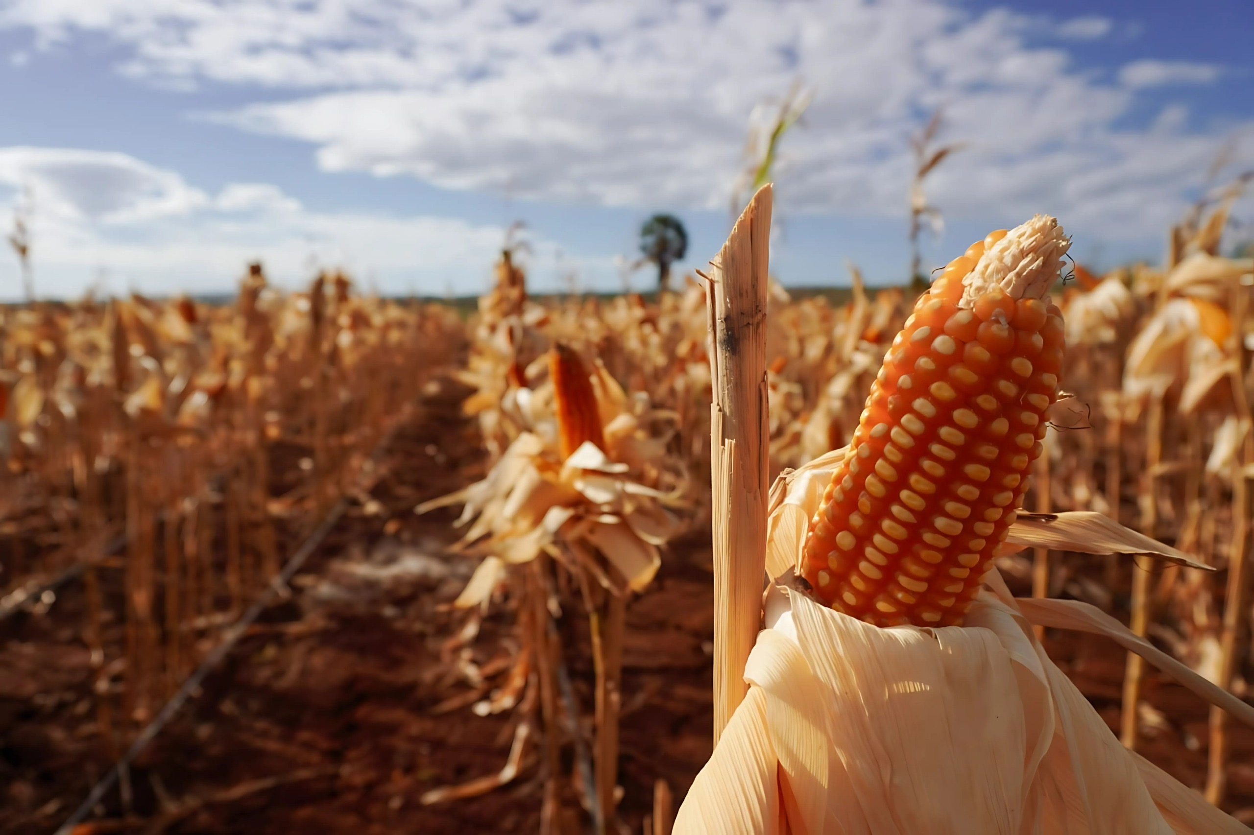 Jagung menjadi salah satu komoditas pangan yang penting dan strategis, baik sebagai bahan makanan, pakan ternak, maupun bahan baku industri.