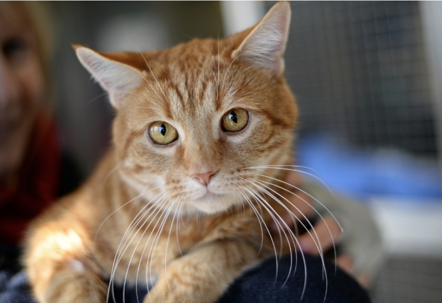 7 cara melatih kucing agar jadi penurut dan nurut sama pemiliknya. (istimewa)