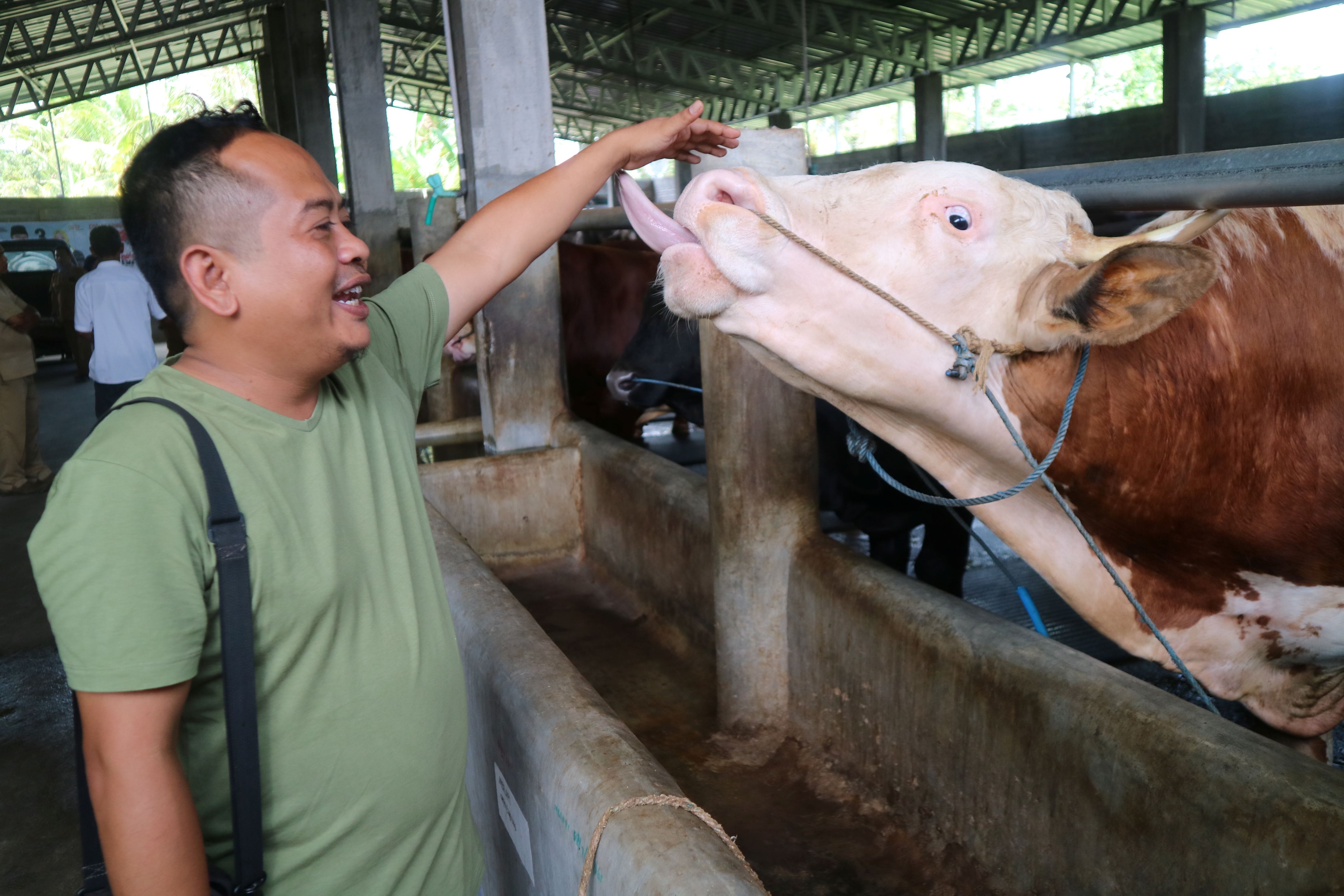 DIBELI PRESIDEN: Ahmad Syamsir saat berinteraksi dengan sejumlah sapi ternak miliknya di kandangnya, Lingkungan Kerajak, Kelurahan Sasake, Kecamatan Praya Tengah, Loteng, belum lama ini.