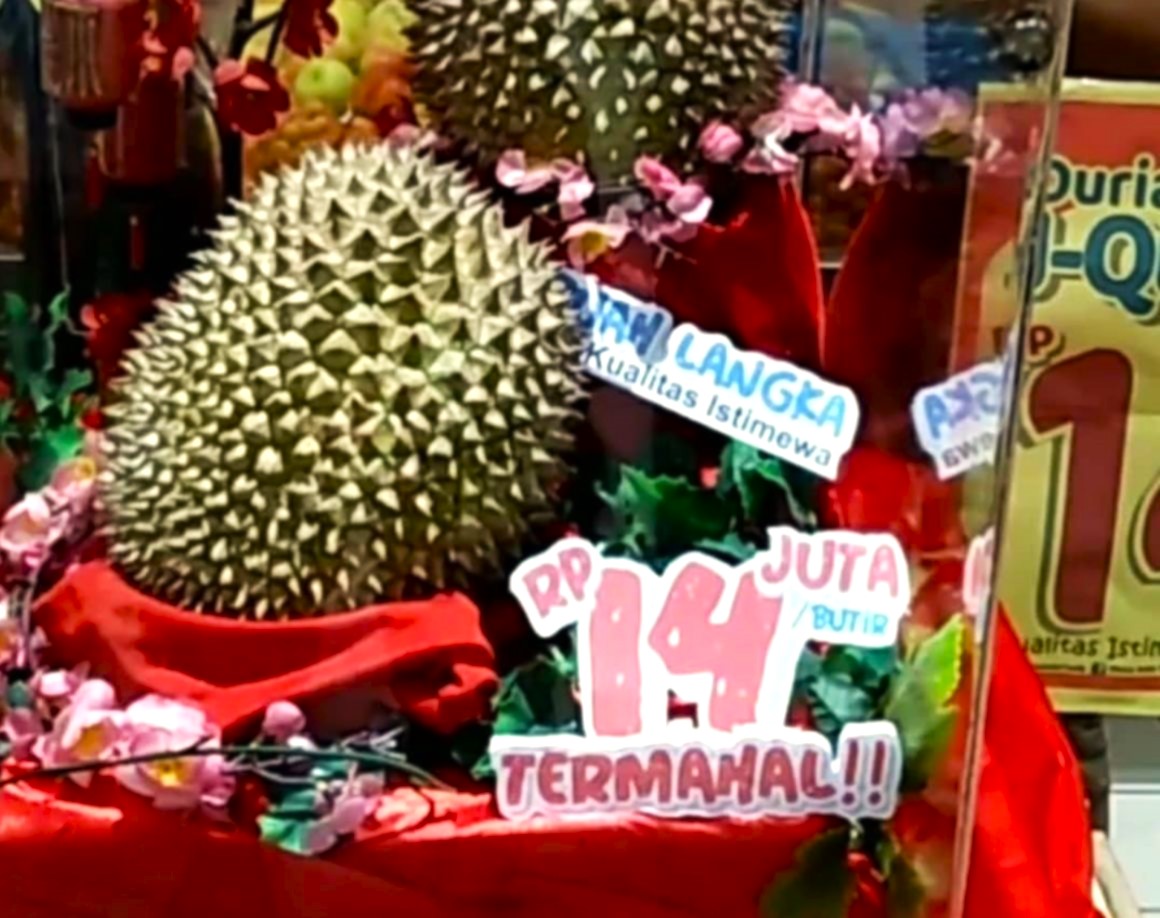 Ini dia durian termahal di Indonesia, hampir seharga  sepeda motor per buahnya.