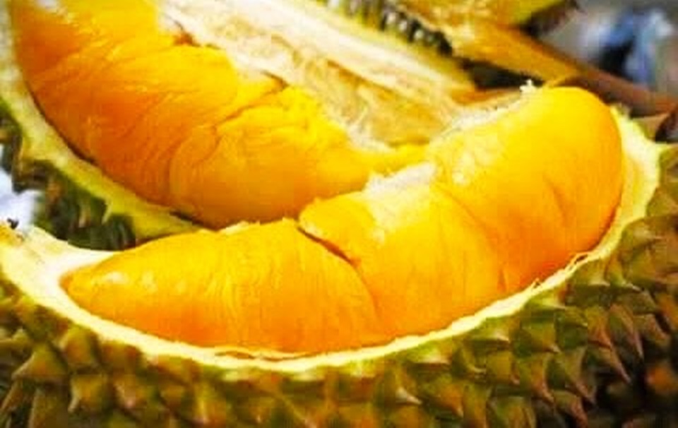 Ini dia durian termahal di Indonesia, hampir seharga  sepeda motor per buahnya.