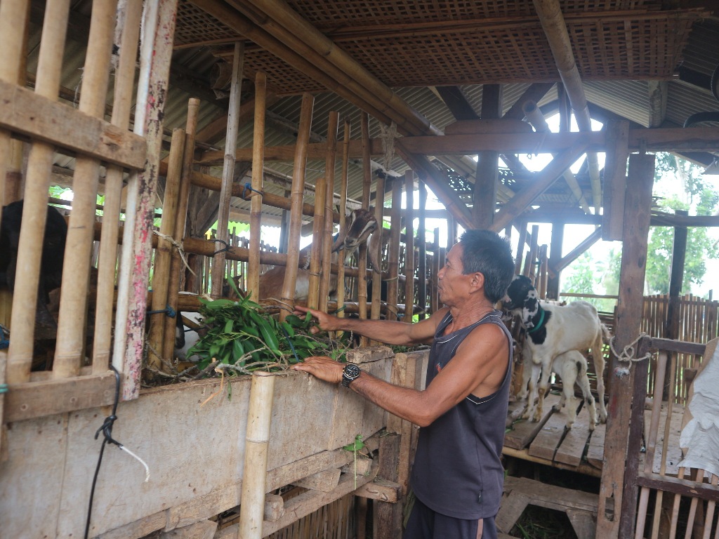 BERI MAKAN: Samah, seorang peternak asal Desa Semaya, Kecamatan Sikur saat mengurus kambing miliknya, Rabu (21/5).