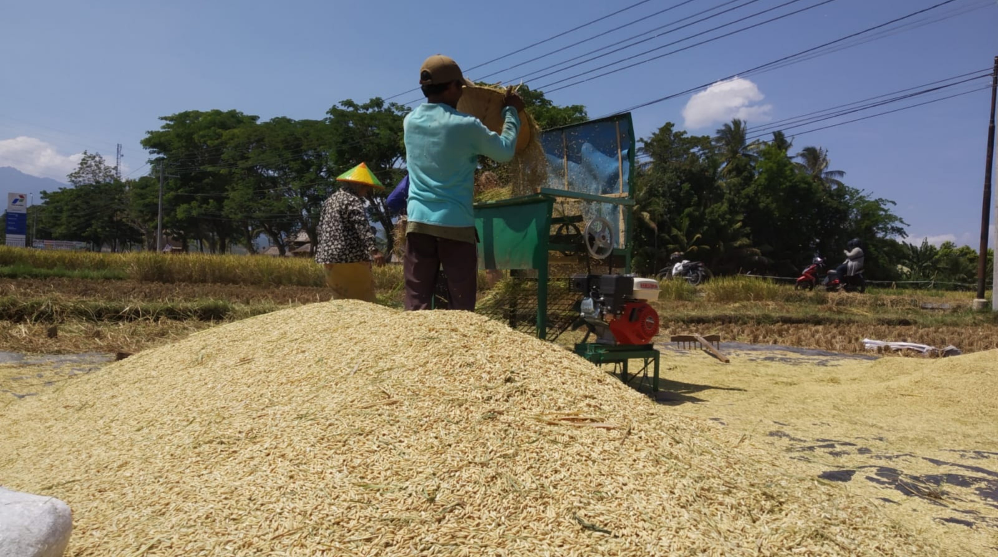 Panen padi melimpah, Kabupaten Lombok Utara butuh penggilingan skala besar.