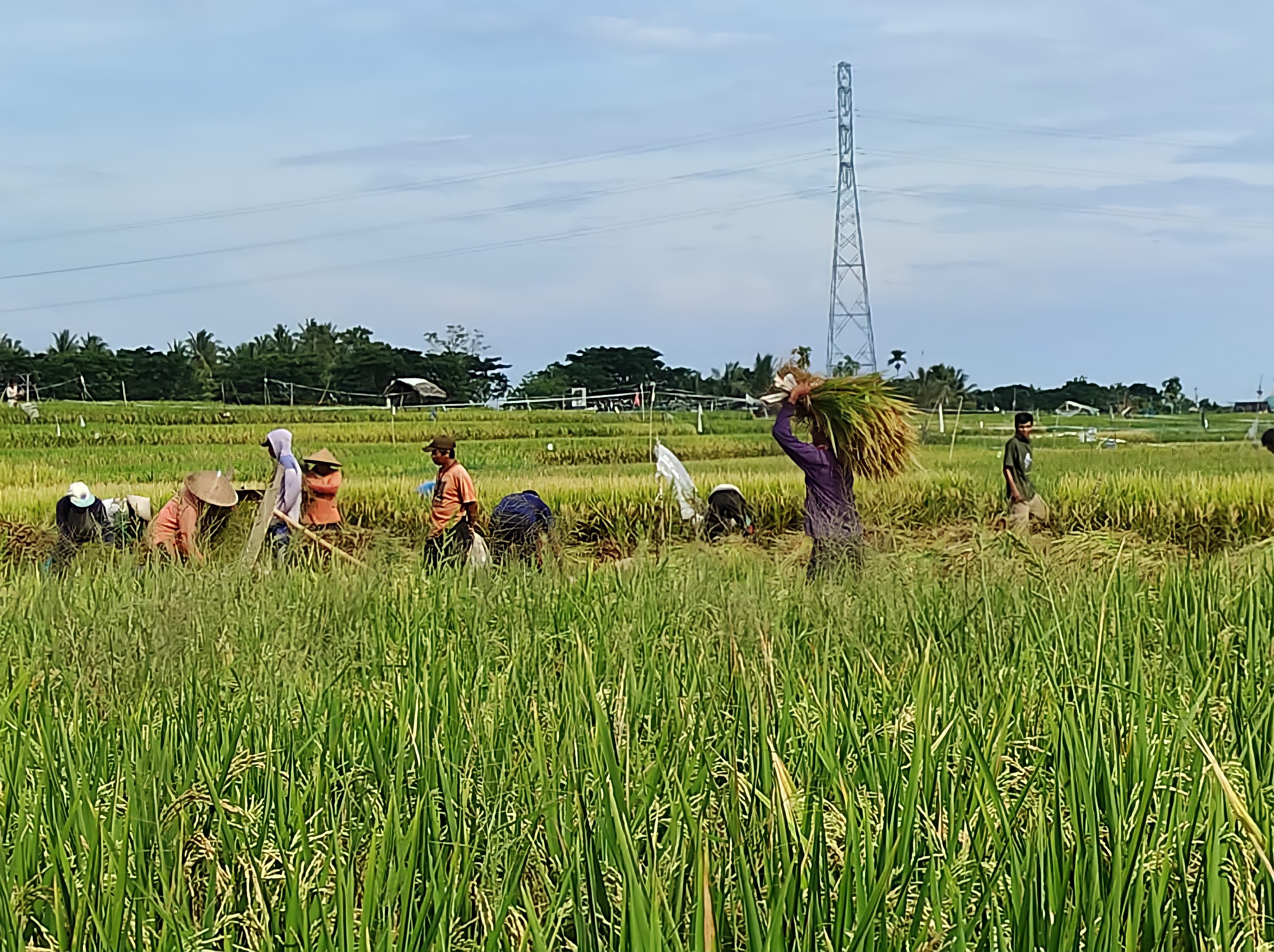 Panen padi melimpah, Kabupaten Lombok Utara butuh penggilingan skala besar.