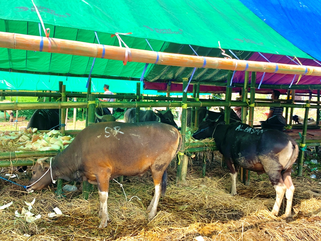 DIPASTIKAN SEHAT: Sapi yang diperjualbelikan jelang hari raya kurban Idul Adha.&nbsp;