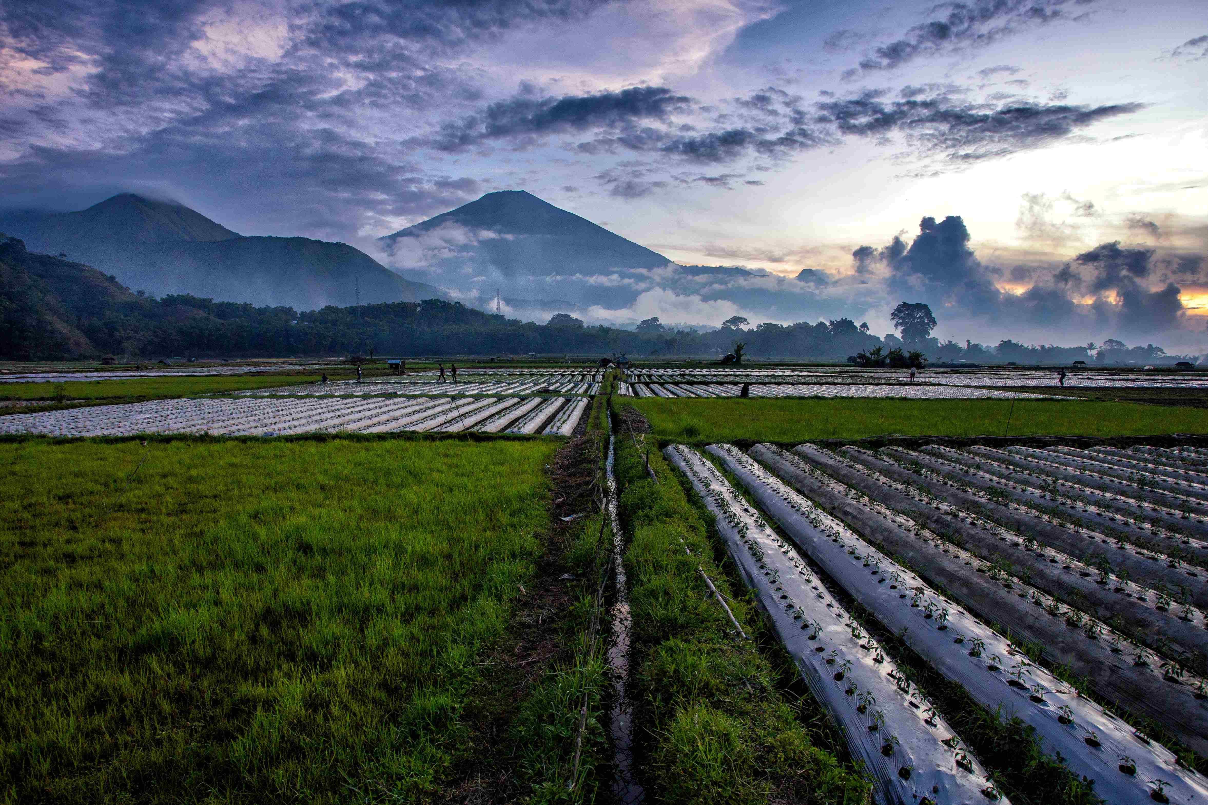 Pemerintah terus memastikan irigasi sawah tetap berfungsi, hal ini untuk menjamin ketersediaan air bagi tanaman, terutama padi petani, sehingga dapat tumbuh dan berproduksi secara optimal.