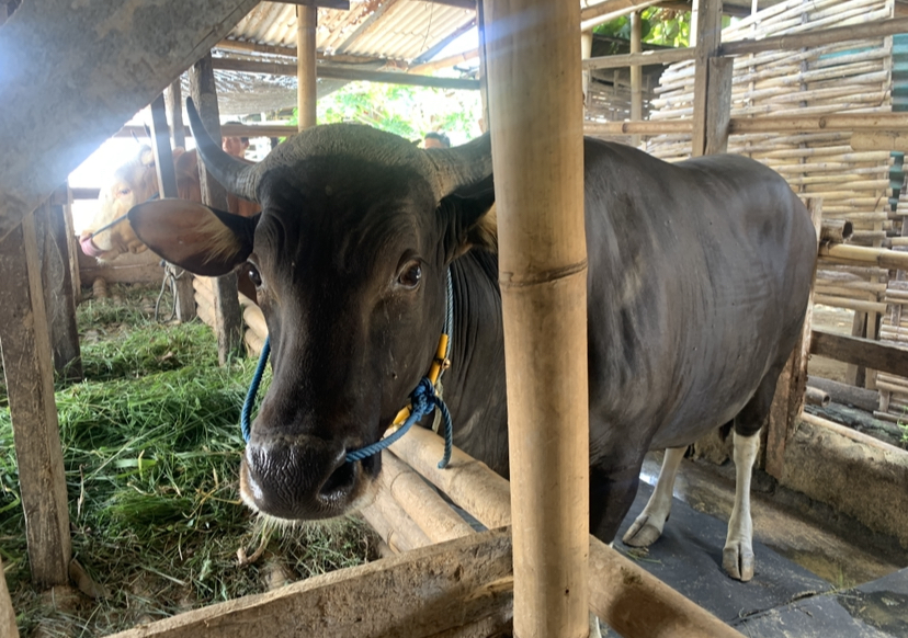 Sapi Qurban Presiden Prabowo