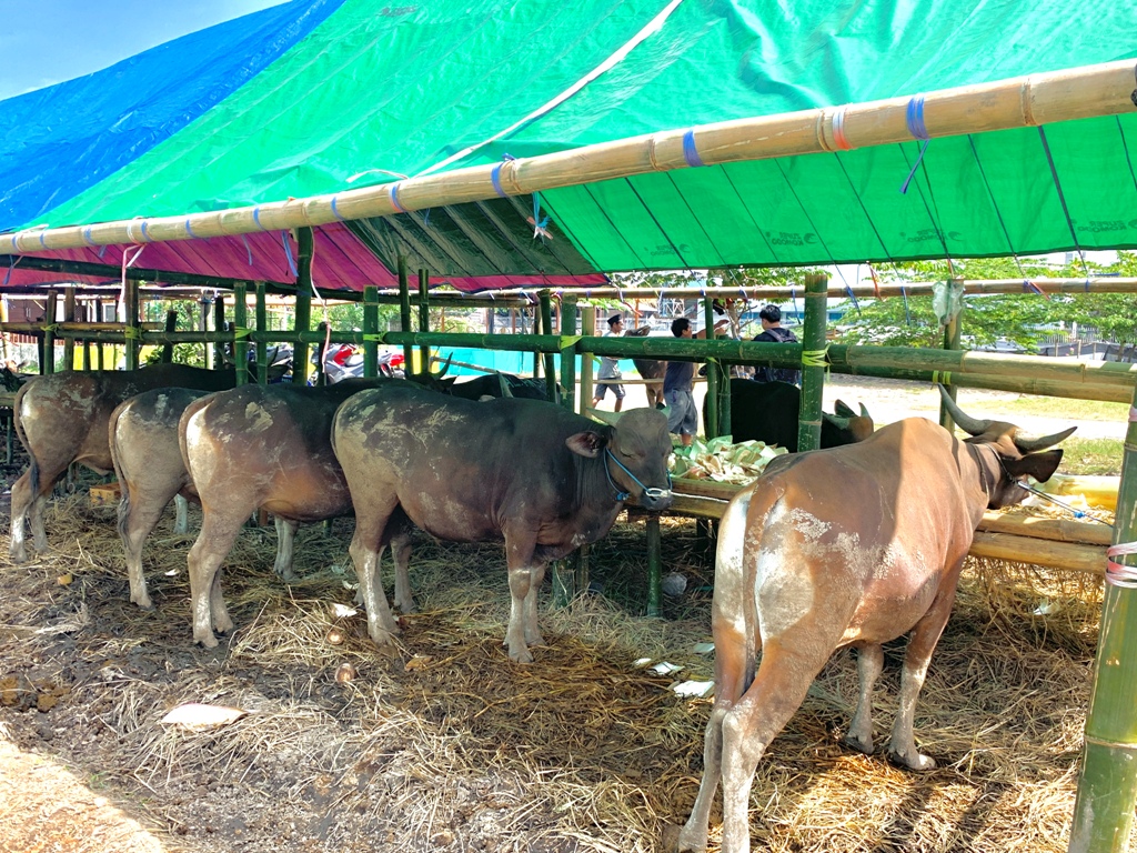 DIJUAL: Salah satu lapak penjual sapi dan kambing di Kota Mataram jelang Idul Adha.&nbsp;