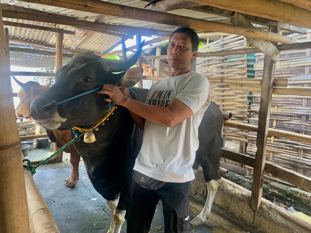 SAPI PRESIDEN: Mujitahid dengan Sapi yang dibeli Presiden Prabowo untuk kurban pada Idul Adha mendatang.&nbsp;