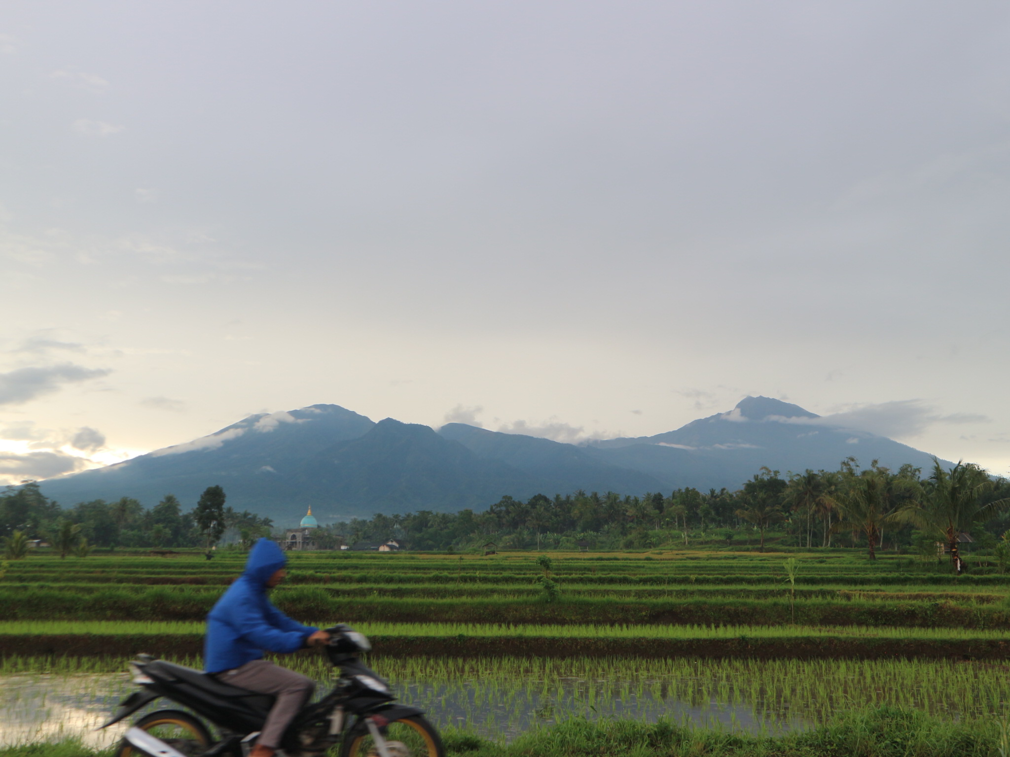 MELINTAS: Sebuah sepeda motor yang melintas di salah satu lokasi lahan pertanian di Lombok Timur (Lotim) yang masih sangat produktif namun rawan dialihfungsikan, Senin (26/5).