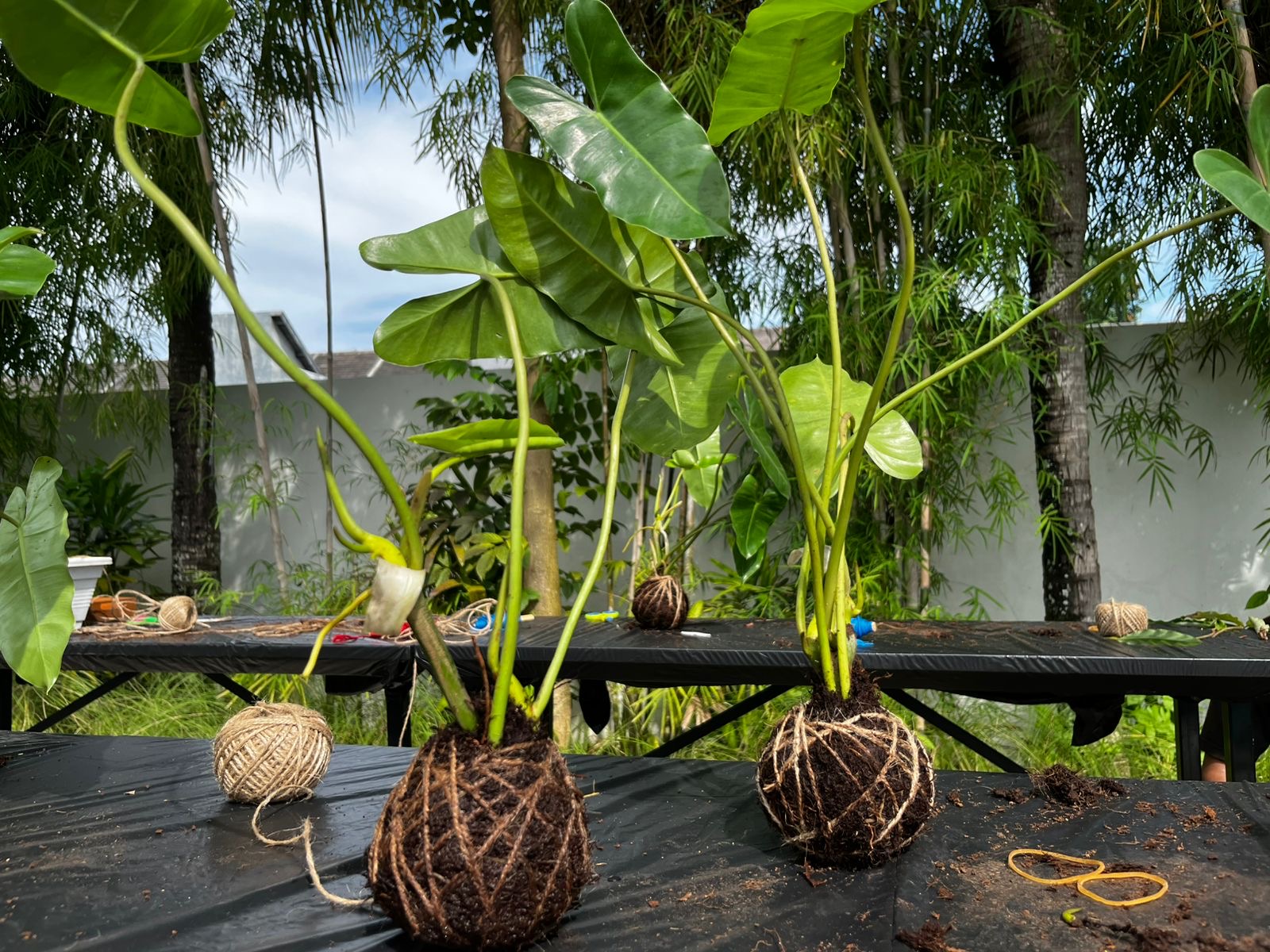 Hasil kreasi tanaman hias Kokedama